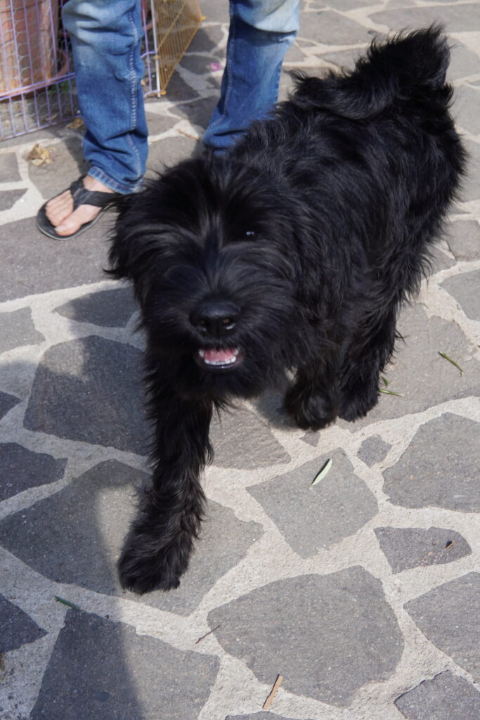 mladiček srednjega črnega šnavcerja