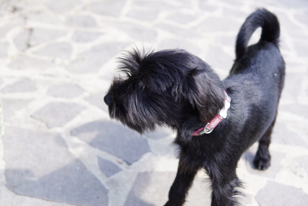 mladiček srednjega črnega šnavcerja