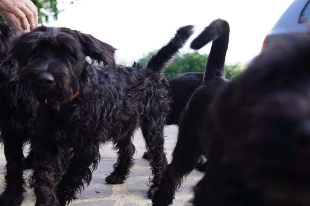 mladički srednjega črnega šnavcerja