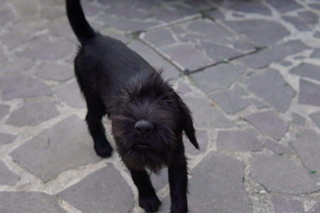 mladiček srednjega črnega šnavcerja