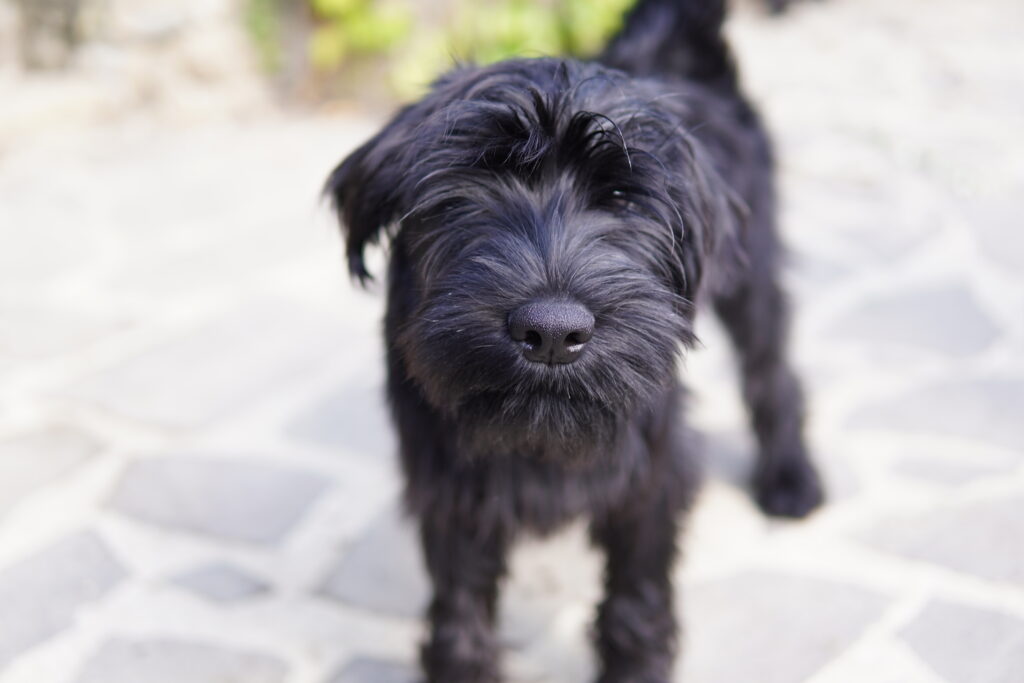 mladiček srednjega črnega šnavcerja