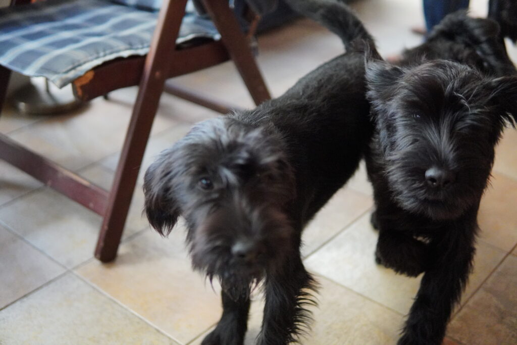 mladički srednjega črnega šnavcerja